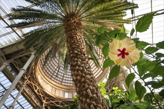 Hibiscus flower, palm garden, dome, Ny Carlsberg Glyptotek or New Carlsberg Glyptothek, art museum