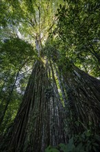 Hanging roots of a giant strangler fig (Ficus americana), looking upwards, in the rainforest,