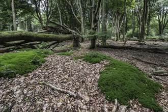 Moss cushion (Polytrichum formosum) in beech forest (Fagus sylvatica), Emsland, Lower Saxony,