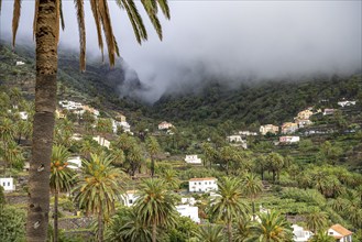 Cultural landscape with palm trees in Valle Gran Rey, La Gomera, Canary Islands, Spain, Europe