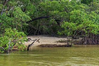 Small beach surrounded by mangrove vegetation in Serra Grande, Bahia