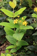 Sweet-amber (Hypericum androsaemum), flower, flowering, Germany, Europe