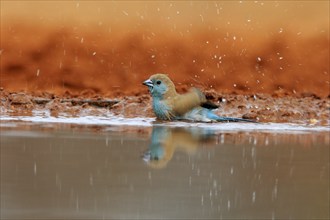 Angolan butterfly finch (Uraeginthus angolensis), blue-eared butterfly finch, adult, at the water,