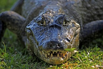 Spectacled caiman (Caiman yacare), adult, on land, portrait, Pantanal, Brazil, South America