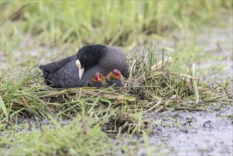 Common coot (Fulica atra) with chicks, Lower Saxony, Germany, Europe