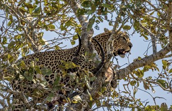 Leopard (Panthera pardus) with a shot impala buck in a tree, adult, Kruger National Park, South