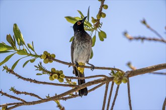 Fire-eyed Bulbul (Pycnonotus nigricans) sitting on a branch in a bush, Etosha National Park,