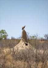 White-backed vulture (Gyps africanus) sitting on a termite mound, Etosha National Park, Namibia,