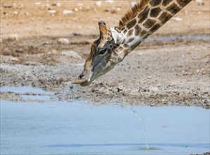 Angolan giraffe (Giraffa giraffa angolensis) drinking, with upturned lip, funny, animal portrait,