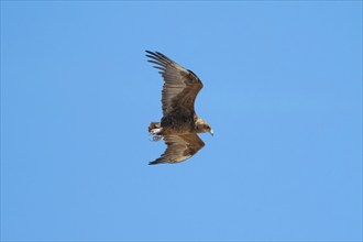 Bateleur (Terathopius ecaudatus), juvenile in flight against a blue sky, Etosha National Park,