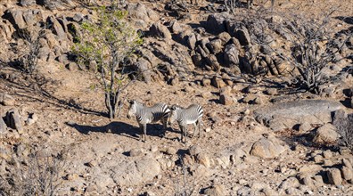 Two hartmann's mountain zebras (Equus zebra hartmannae) in a rocky steppe landscape, from above,