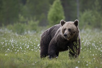 Brown bear (Ursus arctos) in the Finnish taiga, Kuusamo, Finland, Europe