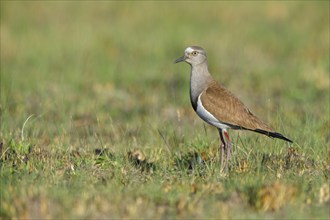 Black-winged Lapwing, (Vanellus melanopterus), Midmar Nature Reserve, Howick, KwaZulu-Natal, South