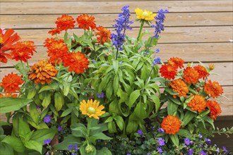 Close-up of orange Zinnia, yellow Rudbeckia hirta, Coneflower and Bacopa, Water Hyssop growing in