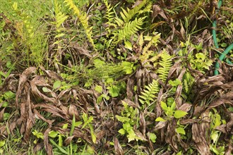 Close-up of mixed plants including Pteridophyta, Fern and dried turned brown and wilted Hosta