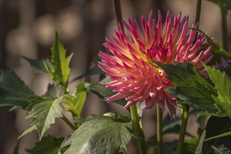 Pink and yellow dahlia variety: Daleko Jupiter blooming in a public garden. Close-up dahlias,