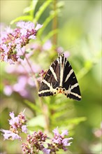 Jersey tiger or Spanish flag (Euplagia quadripunctaria), sucking nectar on Hemp agrimony