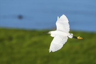 Little Egret, Egretta garzetta, bird in flight over marshes