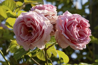 Pink blossoms of the climbing rose (Rosa), North Rhine-Westphalia, Germany, Europe