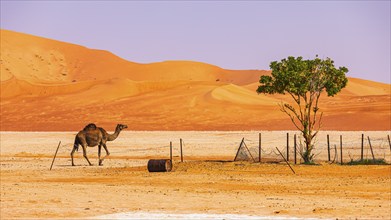 A camel (Camelidae) trots to an oasis in the Rub al Khali desert, Dhofar province, Arabian