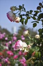 Blooming pink and white roses in Rosedal, the rose garden in Buenos Aires, Argentina, South America