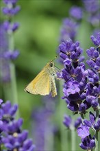 Large skipper (Ochlodes venatus), collecting nectar from a flower of Common lavender (Lavandula