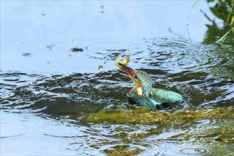 Common kingfisher (Alcedo atthis) flying out of the water after hunting fish, wildife, Catalonia,