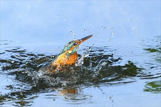 Common kingfisher (Alcedo atthis) flying out of the water after hunting fish, wildife, Catalonia,