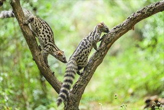 Common genet (Genetta genetta), climbing on a tree wildlife in a forest, Montseny National Park,