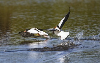 Common Shelduck, Tadorna tadorna bird in fight on water