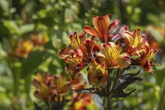 Inkalilien (Alstroemeria), Münsterland, North Rhine-Westphalia, Germany, Europe