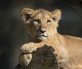 Asiatic Lion (Panthera leo persica), young, portrait, occurrence in India, captive