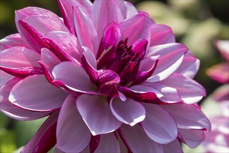 Dahlia (Dahlia), Creme de Cassis variety, Münsterland, North Rhine-Westphalia, Germany, Europe