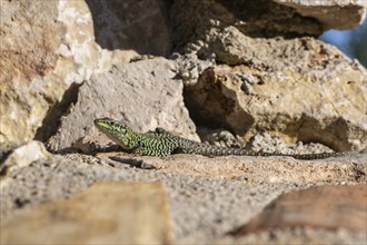 Sicilian wall lizard (Podarcis waglerianus), Sicily, Italy, Europe