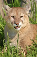 Cougar (Felis concolor), adult, portrait, hissing, angry, Minnesota, USA, North America