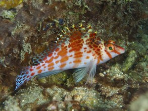 Dwarf Hawkfish (Cirrhitichthys falco) in a structured underwater landscape, dive site Spice Reef,