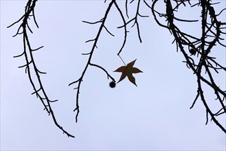 A last leaf on an amber tree, November, Germany, Europe