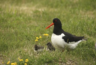 Oystercatcher (Haematopus ostralegus) with a few days old chicks, Lofoten, Norway, Scandinavia,