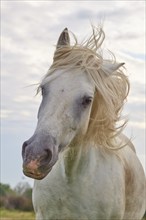 White Camargue horse, with wild mane, close-up, summer, Camargue, France, Europe