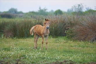 Camargue horse foal stands on the meadow and looks into the camera, Summer, Camargue, France,