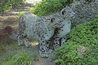 Snow leopard (Panthera uncia), captive