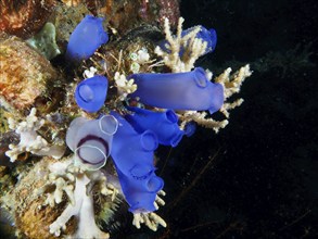 Group of Blue Sea Squirts (Clavelina coerulea) and corals in the ocean, dive site Prapat,