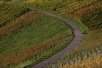 Road, path through vineyard, vines, grapevines, vine cultivation, autumn colours, autumn, graphic,