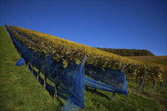 Grape net, blue foil, protective foil, vineyard, vines, grapevines, viticulture, autumn colouring,