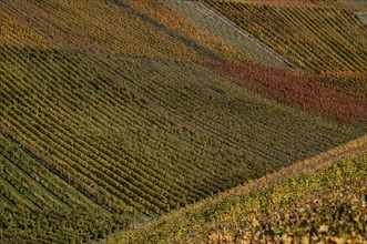 vineyard, vines, grapevines, winegrowing, autumn colouring, autumn, graphic, Strümpfelbach,