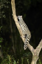 Common genet (Genetta genetta), climbing on a tree wildlife in a forest, Montseny National Park,