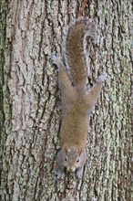 American grey squirrel (Sciurus carolinensis), climbing headfirst down a tree trunk, Pembroke