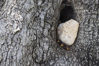 Hornets (Vespa crabro) at the nest entrance in an olive tree, Sicily, Italy, Europe