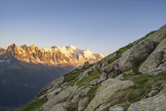 Alpine ibex (Capra ibex), adult male, in front of a mountain panorama at sunset, Grandes Jorasses