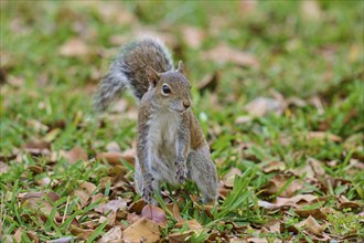 Grey Squirrel (Sciurus carolinensis), on meadow, springtime, Florida, USA, North America